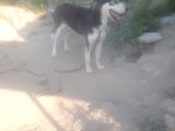 Sibirya kurdu