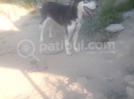 Sibirya Kurdu