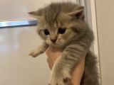 Safkan Anne Ve Babadan Scottish Fold Ve British Shorthair Yavrular