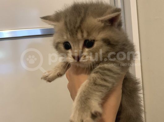 Safkan Anne Ve Babadan Scottish Fold Ve British Shorthair Yavrular görsel