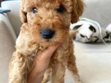 2 Aylık Toy Poodle