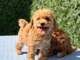 Di̇şi̇ Mi̇ni̇ Toy Poodle Yavrular