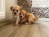 Toy Poodle  Ve Malti̇po