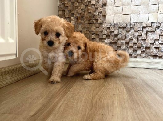 Toy Poodle  Ve Malti̇po görsel