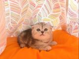 British Shorthai̇r Scottish Fold Dişi Ve  Erkek Gri 2 Aylık Kedilerimiz Sağlıklı