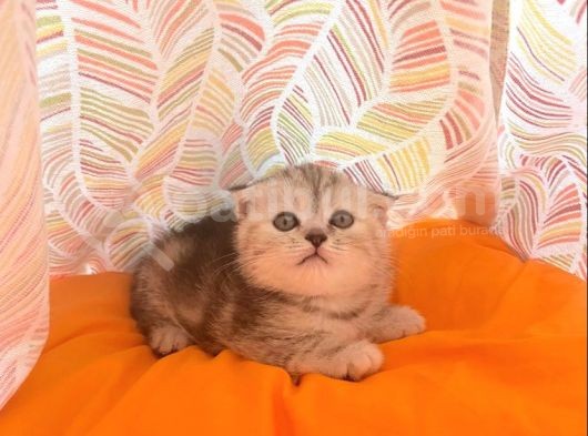 British Shorthai̇r Scottish Fold Dişi Ve  Erkek Gri 2 Aylık Kedilerimiz Sağlıklı görsel