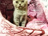 Safkan British Shorthair Yavrumuz