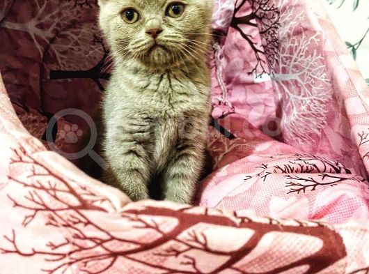 Safkan British Shorthair Yavrumuz görsel