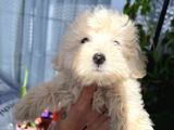 Maltipoo Kızım