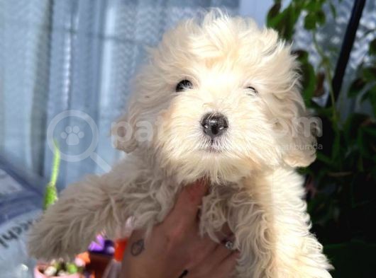 Maltipoo Kızım görsel