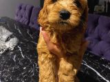 Ev Ortaminda Erkek Cavapoo Yavrularimiz