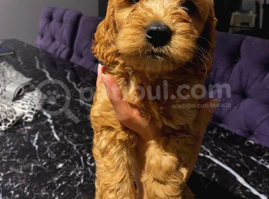 Ev Ortaminda Erkek Cavapoo Yavrularimiz görsel