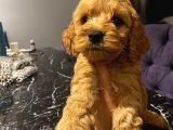 Ev Ortaminda Erkek Cavapoo Yavrularimiz