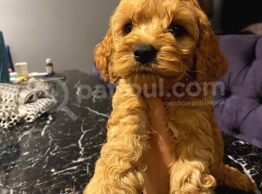 Ev Ortaminda Erkek Cavapoo Yavrularimiz görsel