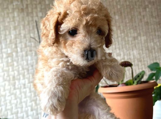 Toy Poodle  Ve Malti̇po görsel