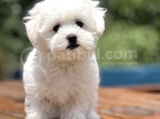 Show Kalite Maltese Terier Yavrular görsel