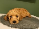 Ev Ortaminda Erkek Cavapoo Yavrularimiz