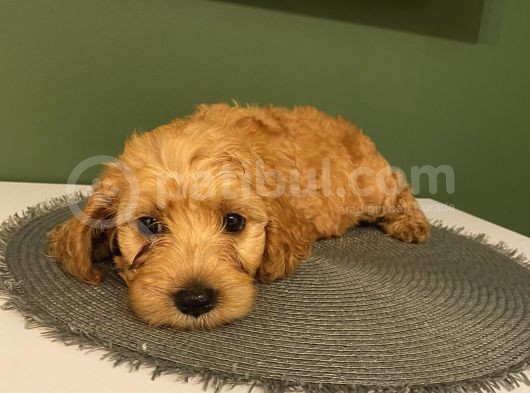 Ev Ortaminda Erkek Cavapoo Yavrularimiz görsel