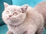 British Shorthai̇r Scottish Fold Dişi Ve  Erkek Gri 2 Aylık Kedilerimiz Sağlıklı