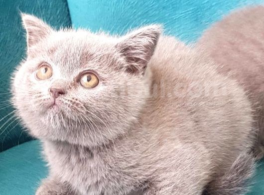 British Shorthai̇r Scottish Fold Dişi Ve  Erkek Gri 2 Aylık Kedilerimiz Sağlıklı görsel
