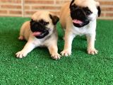 Safkan Aşili Karneli̇ Pug Mops