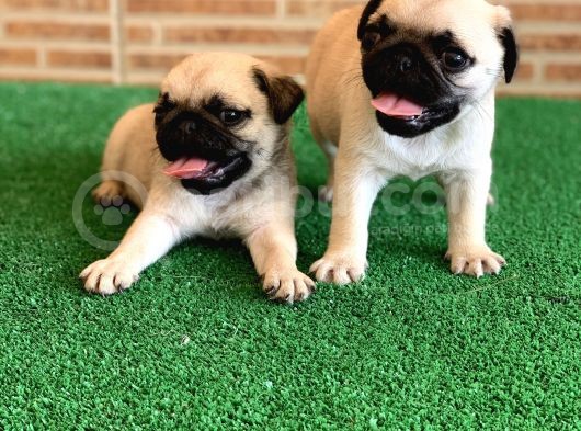 Safkan Aşili Karneli̇ Pug Mops görsel