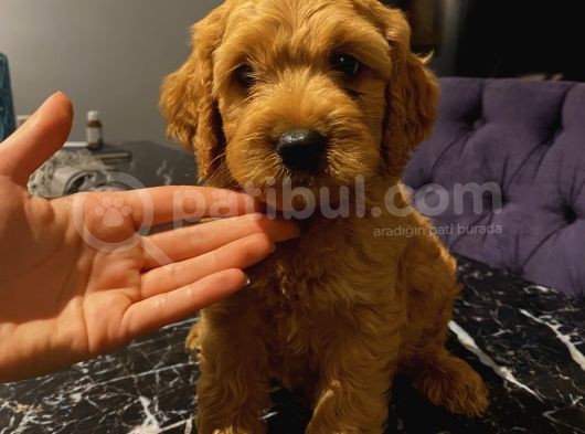 Ev Ortaminda Erkek Cavapoo Yavrularimiz görsel