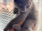 2 Aylık British Shorthair