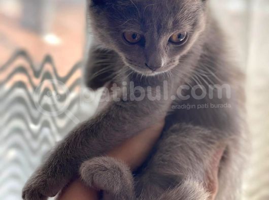 2 Aylık British Shorthair görsel