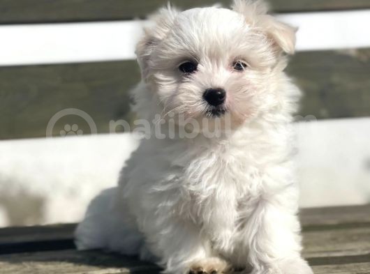 Show Kalite Maltese Terier Bebekler görsel