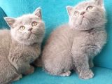 British SHORTHAİR Scottish fold dişi ve  Erkek Gri 2 Aylık Kedilerimiz Sağlıklı