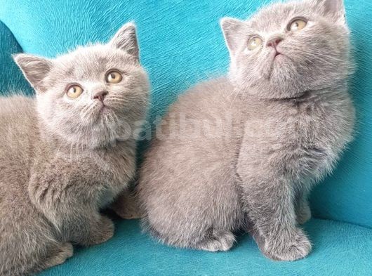 British Shorthai̇r Scottish Fold Dişi Ve  Erkek Gri 2 Aylık Kedilerimiz Sağlıklı