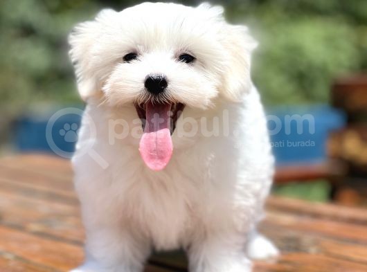 Show Kalite Maltese Terier Yavrular görsel