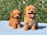Di̇şi̇ Mi̇ni̇ Toy Poodle Yavrular