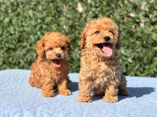 Di̇şi̇ Mi̇ni̇ Toy Poodle Yavrular görsel