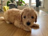 Toy Poodle  Ve Malti̇po