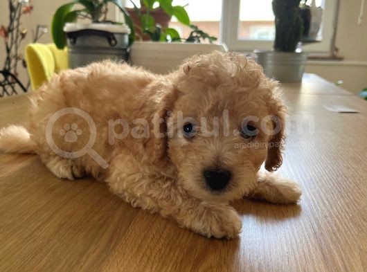 Toy Poodle  Ve Malti̇po görsel