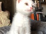 Van Kedi̇si̇ Yavrularim