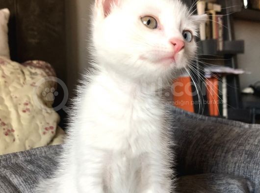 Van Kedi̇si̇ Yavrularim görsel