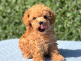 Di̇şi̇ Mi̇ni̇ Toy Poodle Yavrular