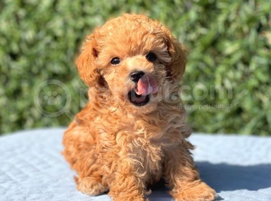 Di̇şi̇ Mi̇ni̇ Toy Poodle Yavrular görsel
