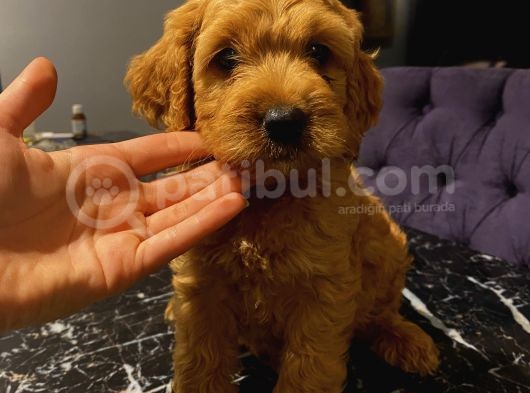 Ev Ortaminda Erkek Cavapoo Yavrularimiz görsel