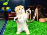 Safkan Scottish Fold Yavrumuz