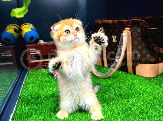 Safkan Scottish Fold Yavrumuz