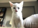 Van Kedi̇si̇ Yavrularim