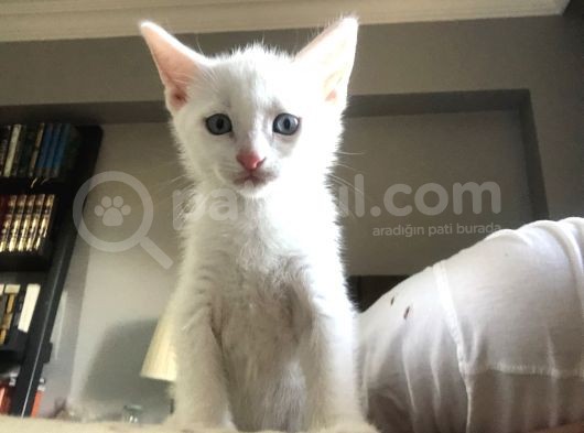 Van Kedi̇si̇ Yavrularim görsel