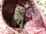 Safkan British Shorthair Yavrumuz