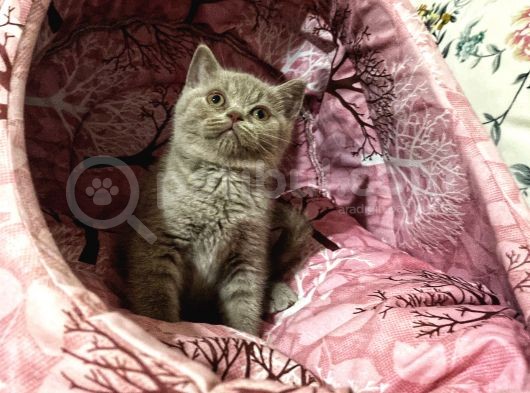 Safkan British Shorthair Yavrumuz görsel