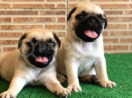 Safkan Aşili Karneli̇ Pug Mops