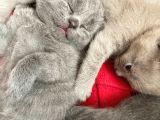 2 Aylık British Shorthair